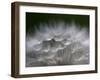 Top of a Dandelion Seed Head is Seen in the Morning Light in Marysville, Pennsylvania-null-Framed Premium Photographic Print