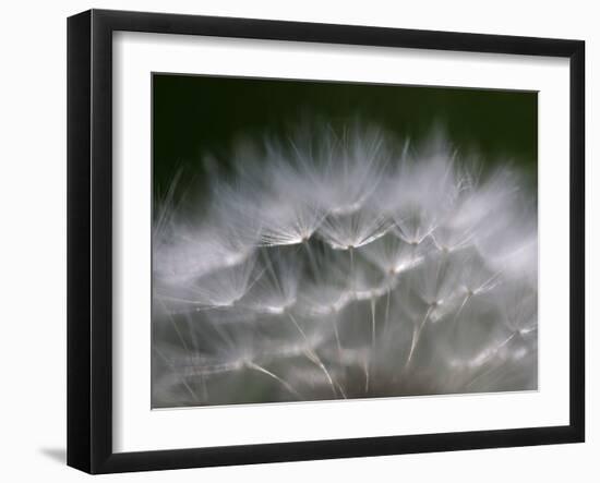 Top of a Dandelion Seed Head is Seen in the Morning Light in Marysville, Pennsylvania-null-Framed Premium Photographic Print