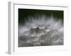 Top of a Dandelion Seed Head is Seen in the Morning Light in Marysville, Pennsylvania-null-Framed Premium Photographic Print