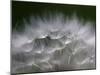 Top of a Dandelion Seed Head is Seen in the Morning Light in Marysville, Pennsylvania-null-Mounted Photographic Print