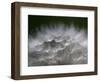 Top of a Dandelion Seed Head is Seen in the Morning Light in Marysville, Pennsylvania-null-Framed Photographic Print