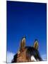 Top of a Horse's Head-Mitch Diamond-Mounted Photographic Print