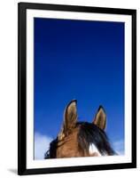 Top of a Horse's Head-Mitch Diamond-Framed Photographic Print