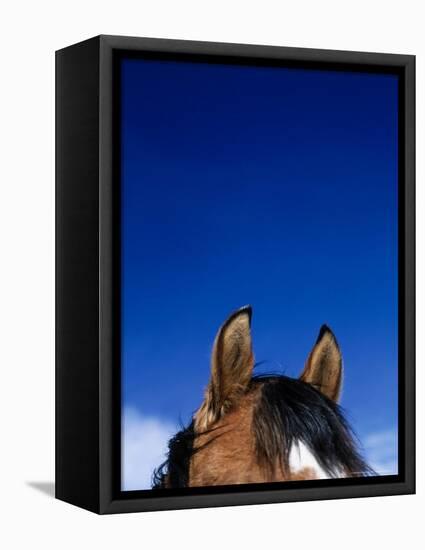 Top of a Horse's Head-Mitch Diamond-Framed Stretched Canvas