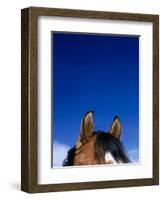 Top of a Horse's Head-Mitch Diamond-Framed Photographic Print