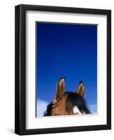 Top of a Horse's Head-Mitch Diamond-Framed Photographic Print