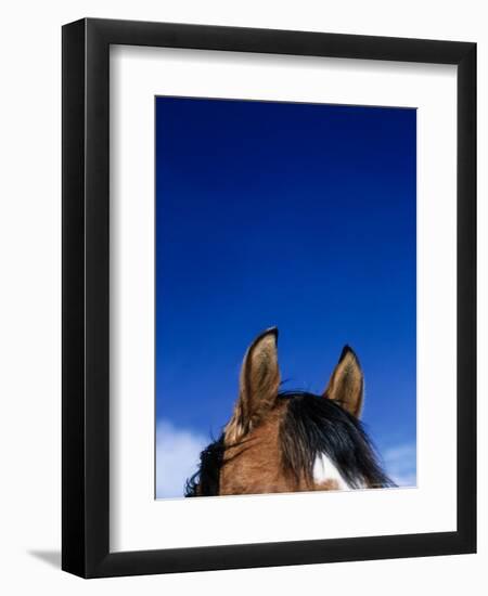 Top of a Horse's Head-Mitch Diamond-Framed Photographic Print