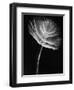 Top of a Tube Sponge-Henry Horenstein-Framed Photographic Print