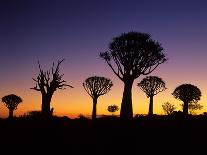 Silhouettes of Quiver Trees Aloe Dichotoma-Top-Pics Tbk-Photographic Print