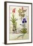 Top Row: Orchid and Fumitory or Bleeding Heart. Bottom Row: Hedera and Iris-Robinet Testard-Framed Giclee Print