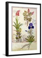 Top Row: Orchid and Fumitory or Bleeding Heart. Bottom Row: Hedera and Iris-Robinet Testard-Framed Giclee Print