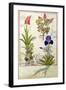 Top Row: Orchid and Fumitory or Bleeding Heart. Bottom Row: Hedera and Iris-Robinet Testard-Framed Giclee Print