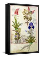 Top Row: Orchid and Fumitory or Bleeding Heart. Bottom Row: Hedera and Iris-Robinet Testard-Framed Stretched Canvas