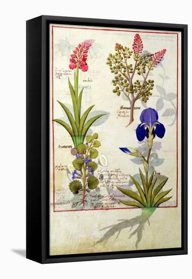 Top Row: Orchid and Fumitory or Bleeding Heart. Bottom Row: Hedera and Iris-Robinet Testard-Framed Stretched Canvas