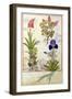 Top Row: Orchid and Fumitory or Bleeding Heart. Bottom Row: Hedera and Iris-Robinet Testard-Framed Giclee Print