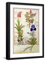 Top Row: Orchid and Fumitory or Bleeding Heart. Bottom Row: Hedera and Iris-Robinet Testard-Framed Giclee Print