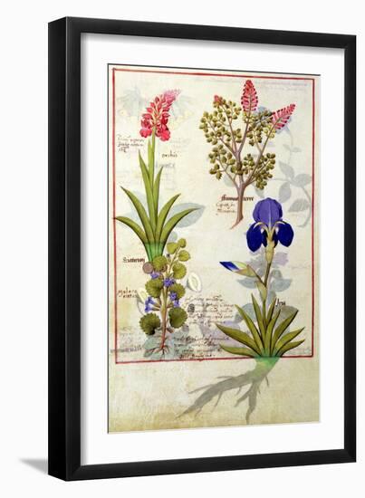 Top Row: Orchid and Fumitory or Bleeding Heart. Bottom Row: Hedera and Iris-Robinet Testard-Framed Giclee Print