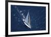 Top View of a Sailboat in the Peaceful Blue Ocean-Nosnibor137-Framed Photographic Print