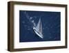 Top View of a Sailboat in the Peaceful Blue Ocean-Nosnibor137-Framed Photographic Print