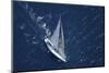 Top View of a Sailboat in the Peaceful Blue Ocean-Nosnibor137-Mounted Photographic Print