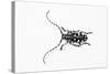 Top View of Long Horned Beetle Threnetica Lacrymans-Darrell Gulin-Stretched Canvas