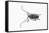 Top View of Long Horned Beetle Threnetica Lacrymans-Darrell Gulin-Framed Stretched Canvas