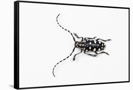 Top View of Long Horned Beetle Threnetica Lacrymans-Darrell Gulin-Framed Stretched Canvas
