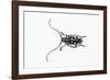 Top View of Long Horned Beetle Threnetica Lacrymans-Darrell Gulin-Framed Photographic Print