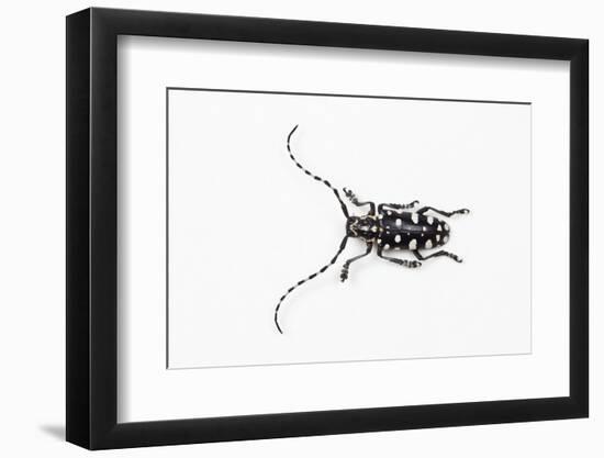 Top View of Long Horned Beetle Threnetica Lacrymans-Darrell Gulin-Framed Photographic Print