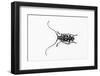 Top View of Long Horned Beetle Threnetica Lacrymans-Darrell Gulin-Framed Photographic Print
