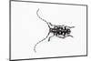 Top View of Long Horned Beetle Threnetica Lacrymans-Darrell Gulin-Mounted Photographic Print
