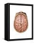 Top View of Normal Brain, Illustration-Gwen Shockey-Framed Stretched Canvas