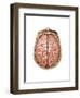 Top View of Normal Brain, Illustration-Gwen Shockey-Framed Art Print