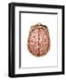 Top View of Normal Brain, Illustration-Gwen Shockey-Framed Art Print