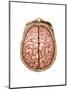 Top View of Normal Brain, Illustration-Gwen Shockey-Mounted Art Print