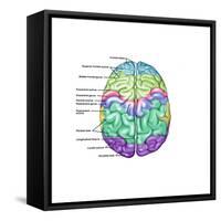 Top View of Normal Brain, Illustration-Gwen Shockey-Framed Stretched Canvas