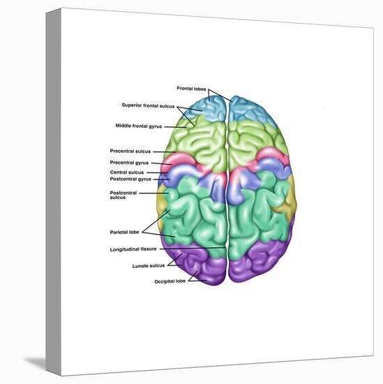 Top View of Normal Brain, Illustration-Gwen Shockey-Stretched Canvas
