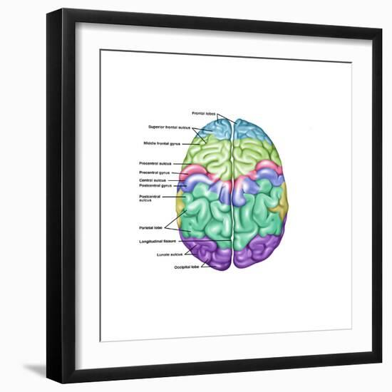 Top View of Normal Brain, Illustration-Gwen Shockey-Framed Art Print