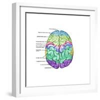 Top View of Normal Brain, Illustration-Gwen Shockey-Framed Art Print