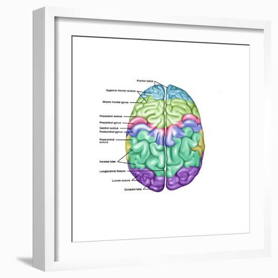 Top View of Normal Brain, Illustration-Gwen Shockey-Framed Art Print