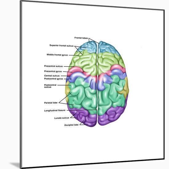 Top View of Normal Brain, Illustration-Gwen Shockey-Mounted Art Print
