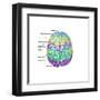 Top View of Normal Brain, Illustration-Gwen Shockey-Framed Art Print