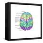 Top View of Normal Brain, Illustration-Gwen Shockey-Framed Stretched Canvas