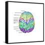 Top View of Normal Brain, Illustration-Gwen Shockey-Framed Stretched Canvas