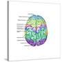 Top View of Normal Brain, Illustration-Gwen Shockey-Stretched Canvas