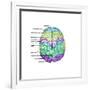 Top View of Normal Brain, Illustration-Gwen Shockey-Framed Art Print