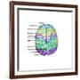 Top View of Normal Brain, Illustration-Gwen Shockey-Framed Art Print