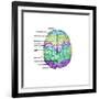 Top View of Normal Brain, Illustration-Gwen Shockey-Framed Art Print