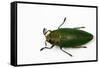 Top View of Steraspis Speciosa Green Beetle-Darrell Gulin-Framed Stretched Canvas