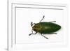 Top View of Steraspis Speciosa Green Beetle-Darrell Gulin-Framed Photographic Print